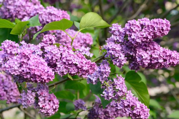 Lilac