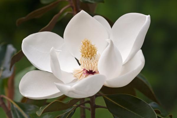 Magnolia