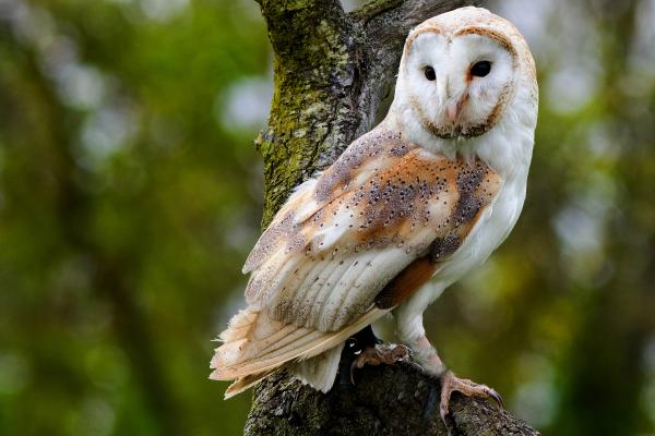 Owl