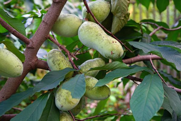 Pawpaw – fruits
