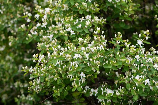 Bush-honeysuckle