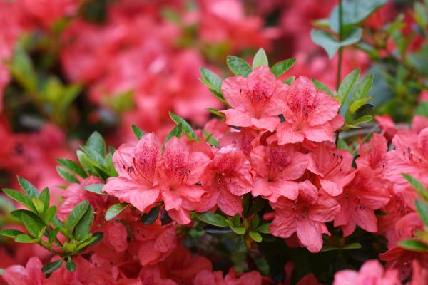 Rhododendron