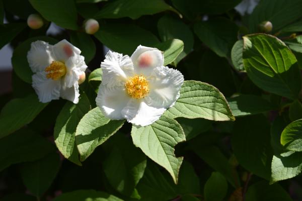 Stewartia