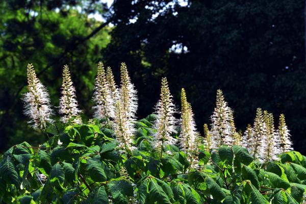 Bottlebrush buckeye