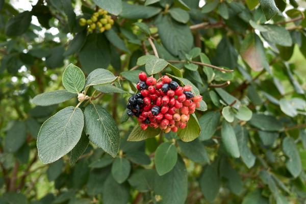 Viburnum – fruits