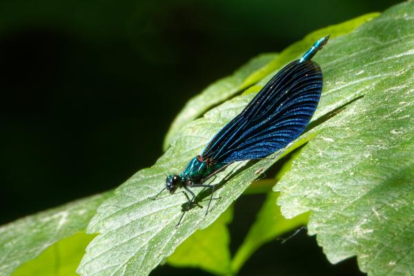 Damselfly