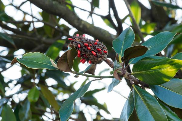 Magnolia – fruits