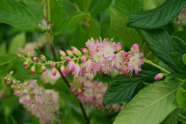 Clethra