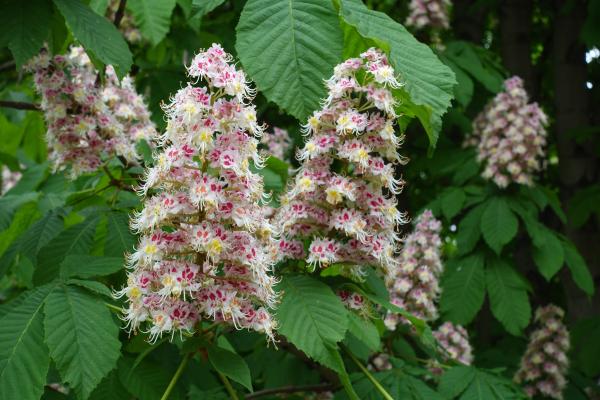 Horse-chestnut