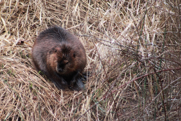 Beaver