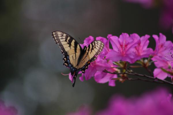 Butterflies