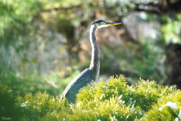 A Great Blue Heron stands tall surrounded by The Dawes Arboretum's iconic Hedge Letters that spell out "Dawes Arboretum" from an aerial view. He is gray with a yellow beak.