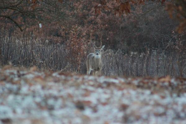 Deer