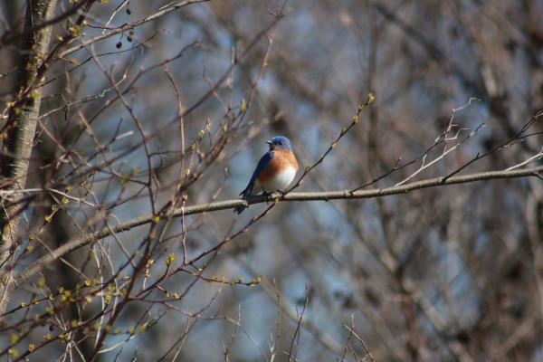 Eastern Bluebird