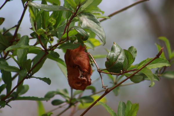Eastern Red Bat