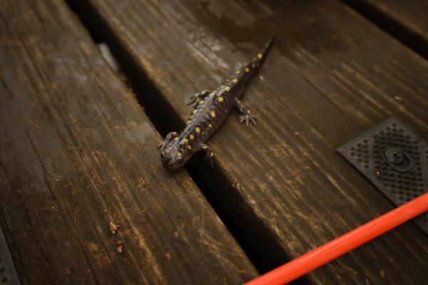Salamander