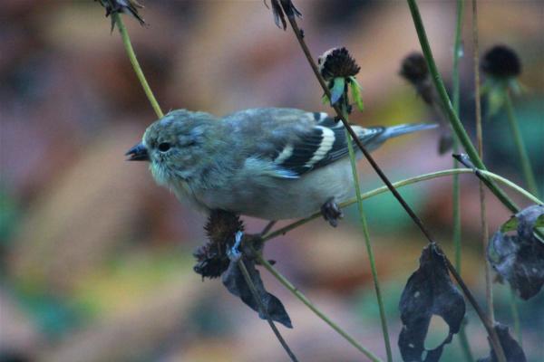 Goldfinch