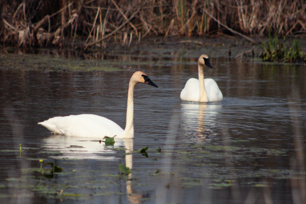 Trumpeter Swan