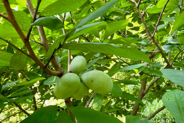 Pawpaw