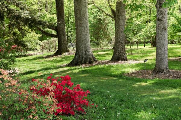 Azalea Trail