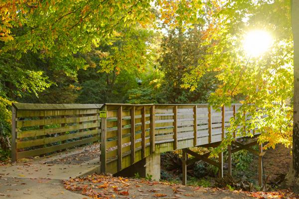 A brown/tan wooden bridge is surrounded by green canopies with the sunlight shining through the trees.