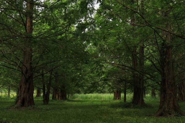 Metasequoia (dawn redwood)