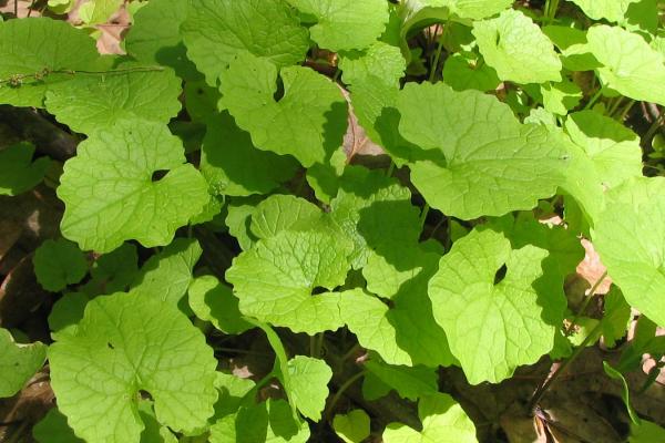 Name: Garlic Mustard