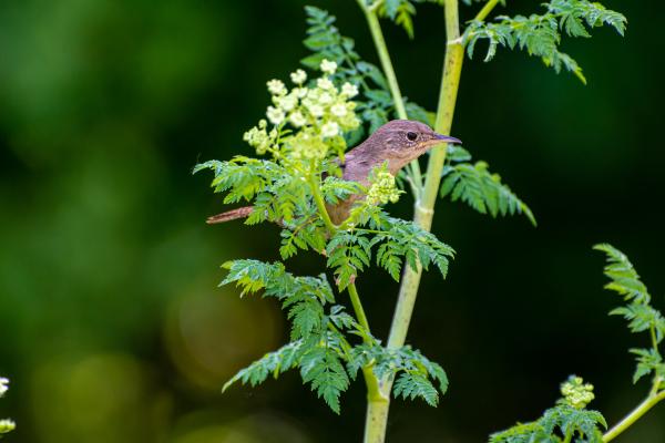 Name: Poison Hemlock