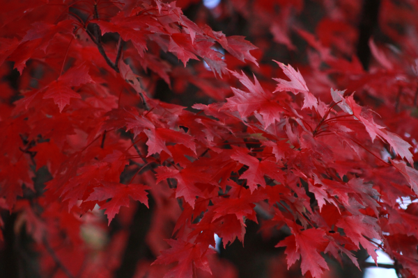 Acer (maple)
