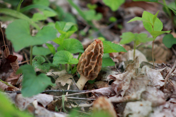 Morel Mushroom