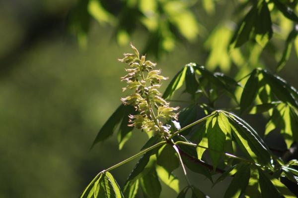 Aesculus (buckeye and horse-chestnut)