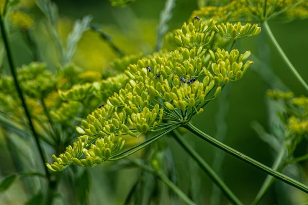 Name: Wild Parsnip
