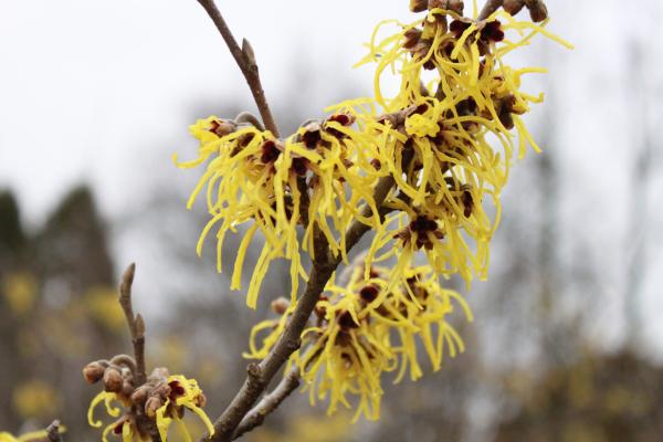 Hamamelis (witch-hazel)