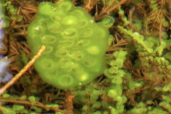 green algae