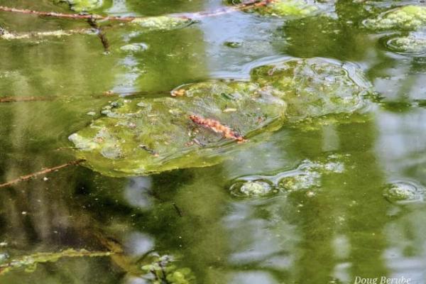 spotted salamander egg mass