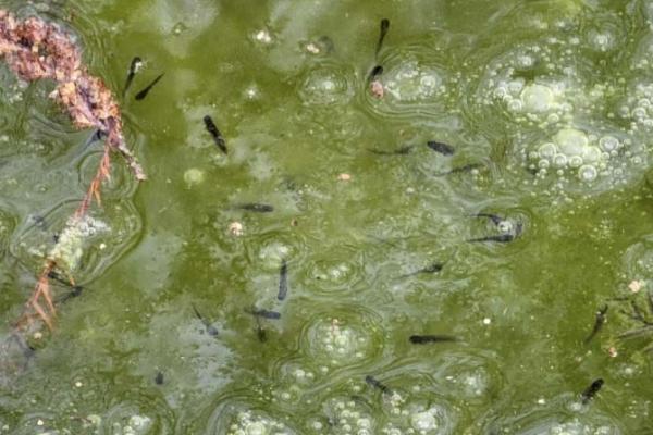 frog tadpoles