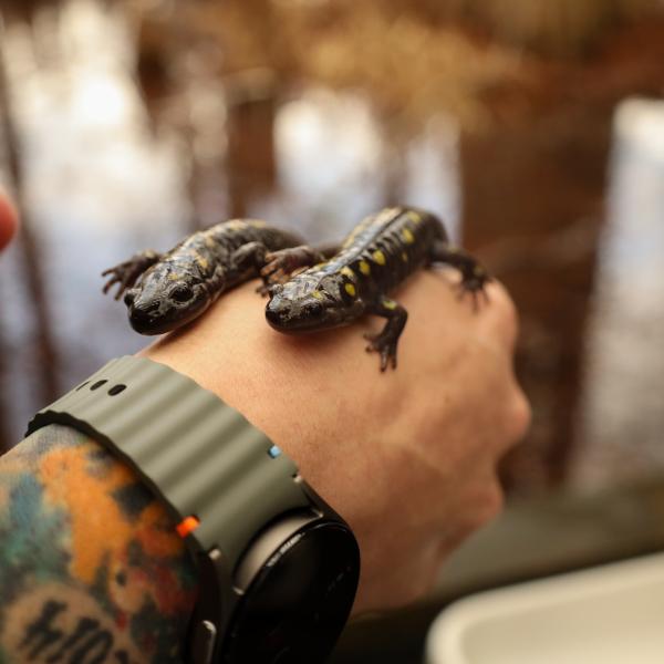 Two black and yellow salamanders are laying on top of a hand with the Cypress Swamp (water) in the background on a wooden baordwalk. This person has a tattoo sleeve that's covered up by a shirt with their colorful wrist showing. They're wearing a silver watch.