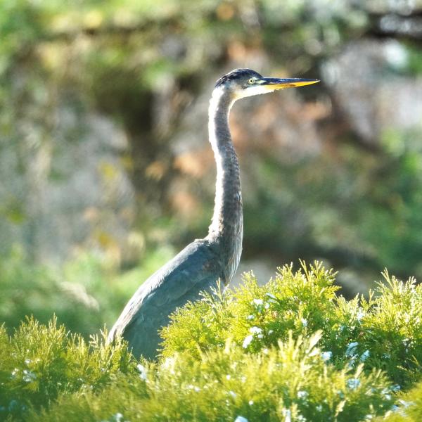 A blue heron stands admist greenery. He is gray with a yellow beak.