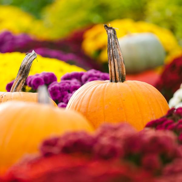 Three orange pumpkins lay in focus against red, white, and yellow colored mums in a patch on Dawes Arboretum's property.