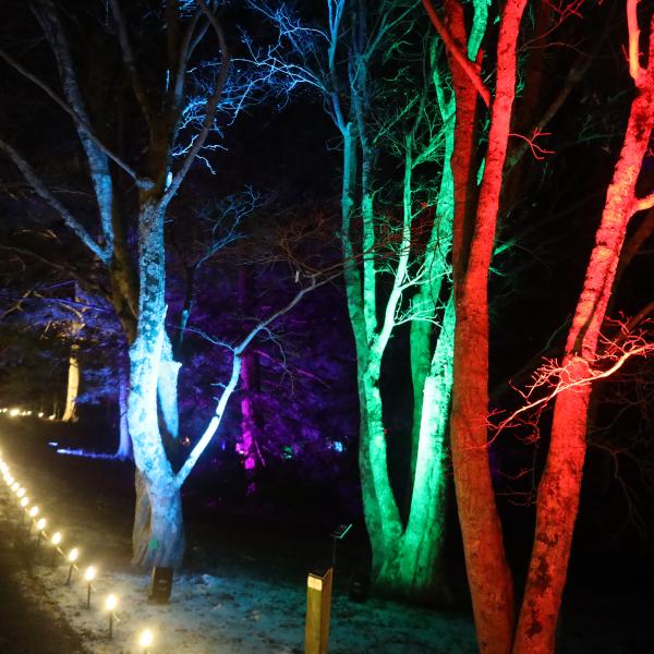 This is a photograph of The Dawes Arboretum's annual Winter Wonders Walk. There are three trees that are uplit individually with blue, green and red coloring. The path is lit with yellow light, and there's a walking path.