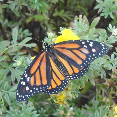 butterfly