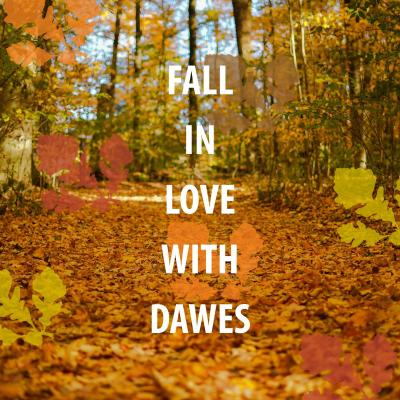 This is a photo of orange, yellow and red trees with leaves on the ground. It reads FALL IN LOVE WITH DAWES. 