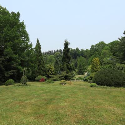 The Conifer Glen