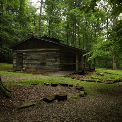 The Deep Woods