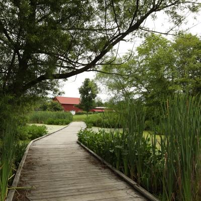 A tan wooden boardwalk lays on top of a mossy green river filled with greenery inside of it and surrounding it. A large red barn, Red Barn Reserve, sits in the background of the picture after grass at the end of the trail.