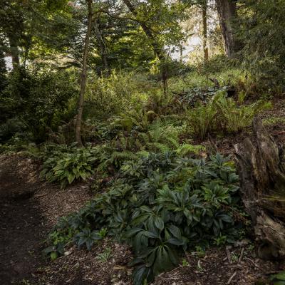 Image of Stumpery