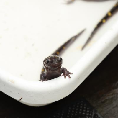 Mole Salamander