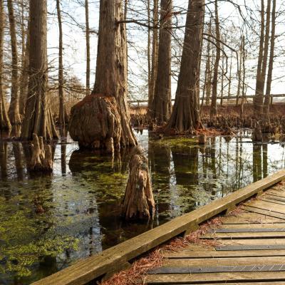 The Bald-Cypress Swamp