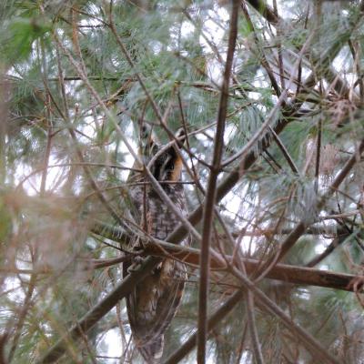 long eared owl