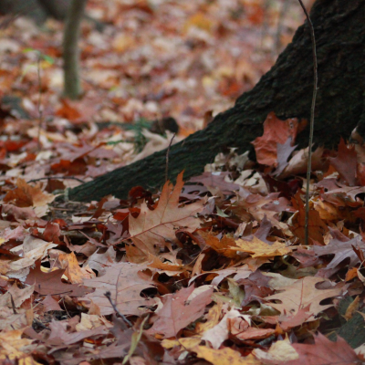 fall leaves